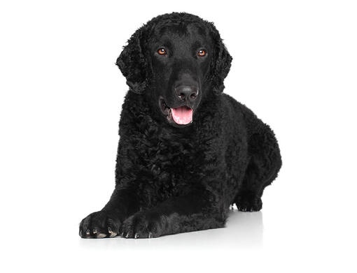 White curly coated discount retriever